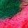 Dahlia Blur Red Green