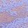 Very Winkle Blue Paisley