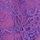 Violetta Purple Lace