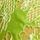 Limelight Green Floral Embroidered