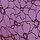 Purple Paradise Floral Outline Printed