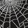 Black Spiderweb