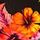 Pure Black Vivid Flowers