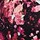 Hydrangea Bloom Black