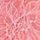 Soft Coral