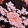 Black Pressed Floral