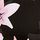 Black/Pink Lily