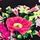 Black Midnight Garden