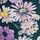 Garden Daisies Black