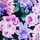 Purple Floral