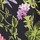 Black Botanicals