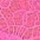Neon Peony Pink