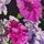 Black Floral