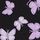 Pure Black Butterfly