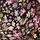 Pure Black Ditsy Floral