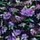 Noir Navy Blue Ditsy Floral