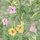 Soft Pinel Floral