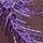 Bright Violet