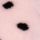 Angel Pink Black Dot