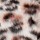 Spotty Leopard
