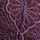 Hothouse Violet