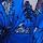 Blue Oar