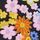 Floral Print Pure Black