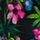 Moonlit Garden Print Black