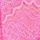 Neon Peony Pink