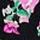 Black Floral