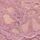 Cyclamen Purple