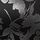 Pure Black Graphic Floral
