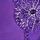 Bright Violet