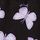 Pure Black Butterfly