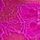 Very Fuschia