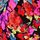 Black Floral