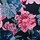 Blue Floral