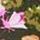 Enchanted Forest Garden Floral