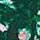 Envious Green Christmas Misteltoe Print