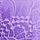 Luscious Lavender Purple