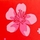 Japanese Cherry Blossom