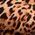 Leopard Brown