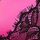 Pink Fire