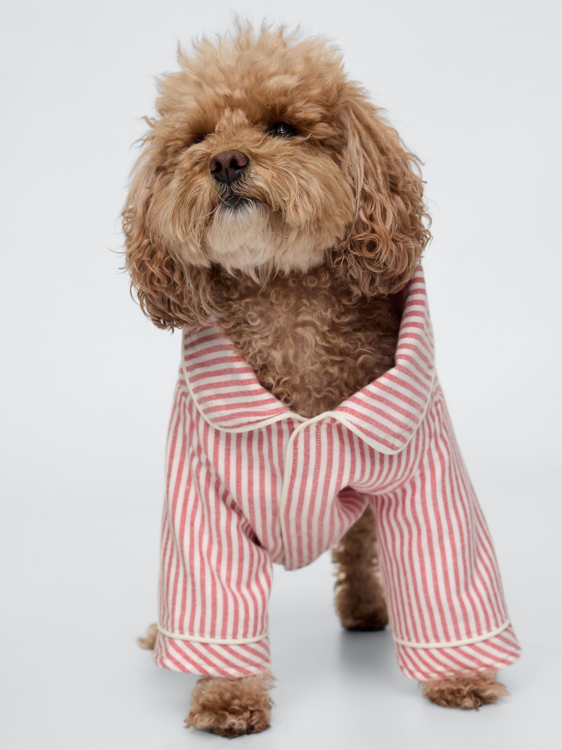 Red Stripe Matching Family Christmas Pet Pyjama Shirt