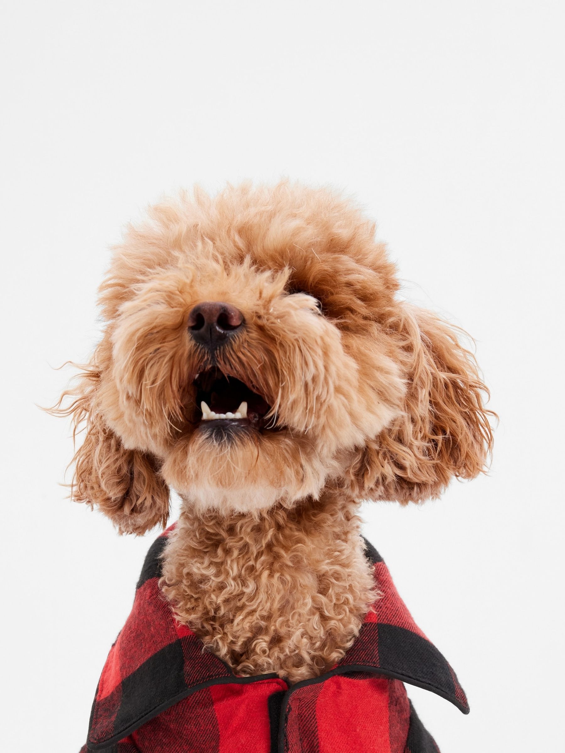 Red plaid dog pajamas shop