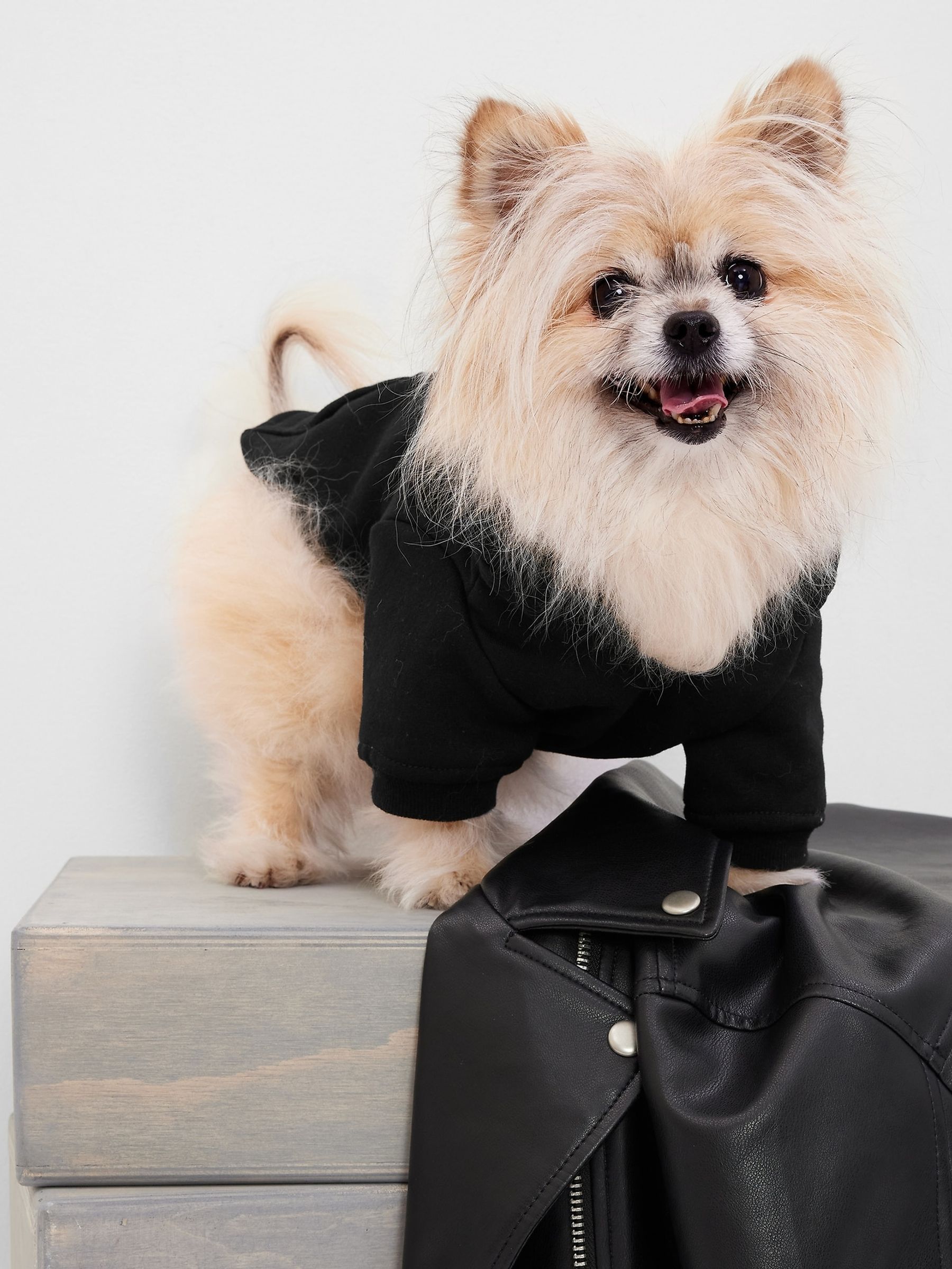 Logo Dog Hoodie