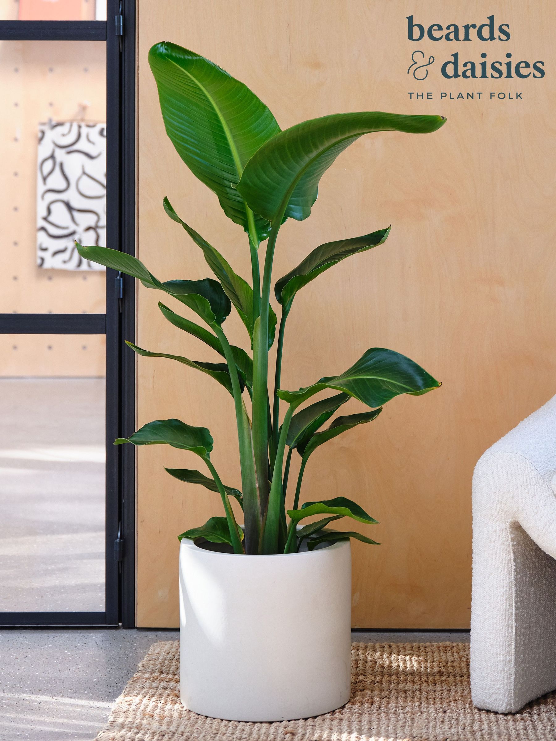 Beards & Daisies Real Strelitzia Plant In Earthenware Pot