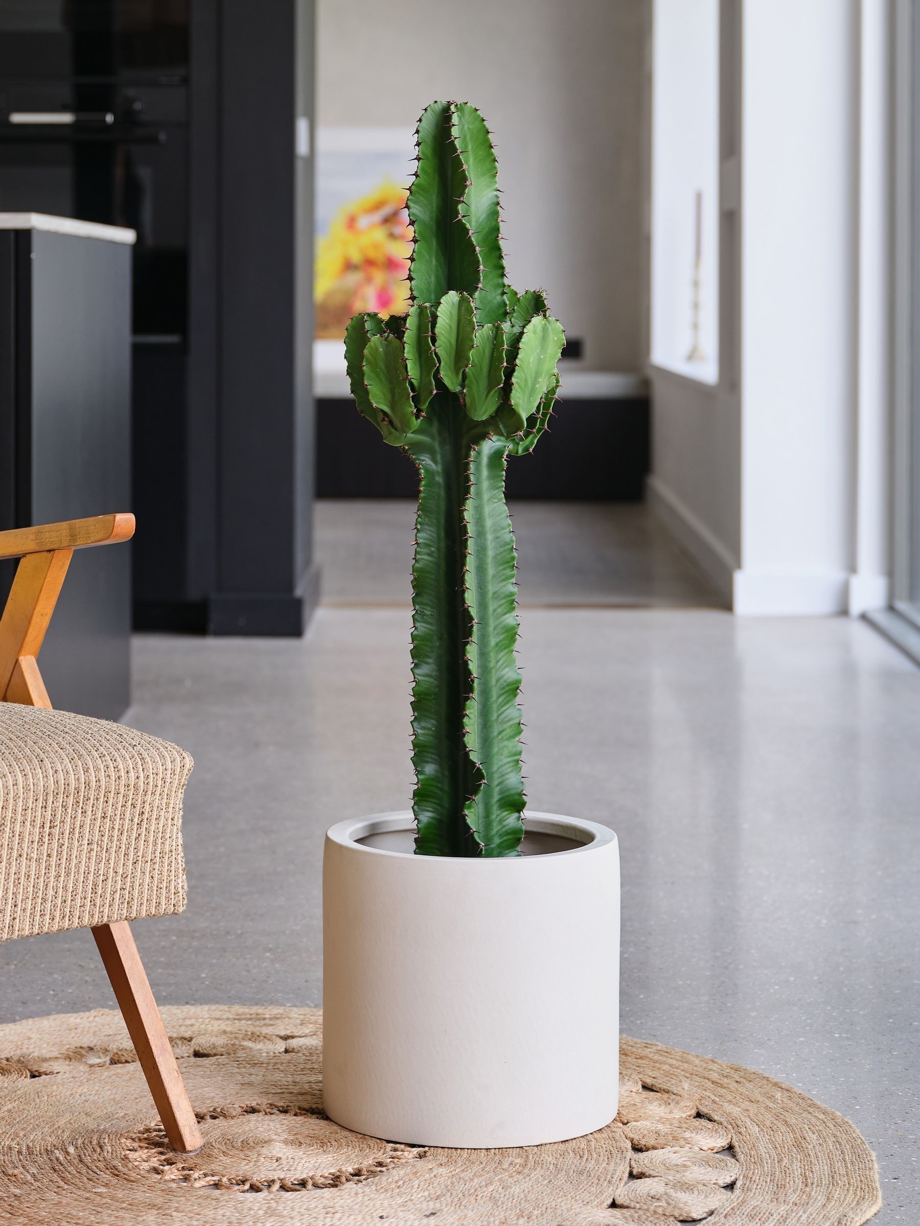Beards & Daisies Real Euphorbia Trigona Plant In Earthenware Pot