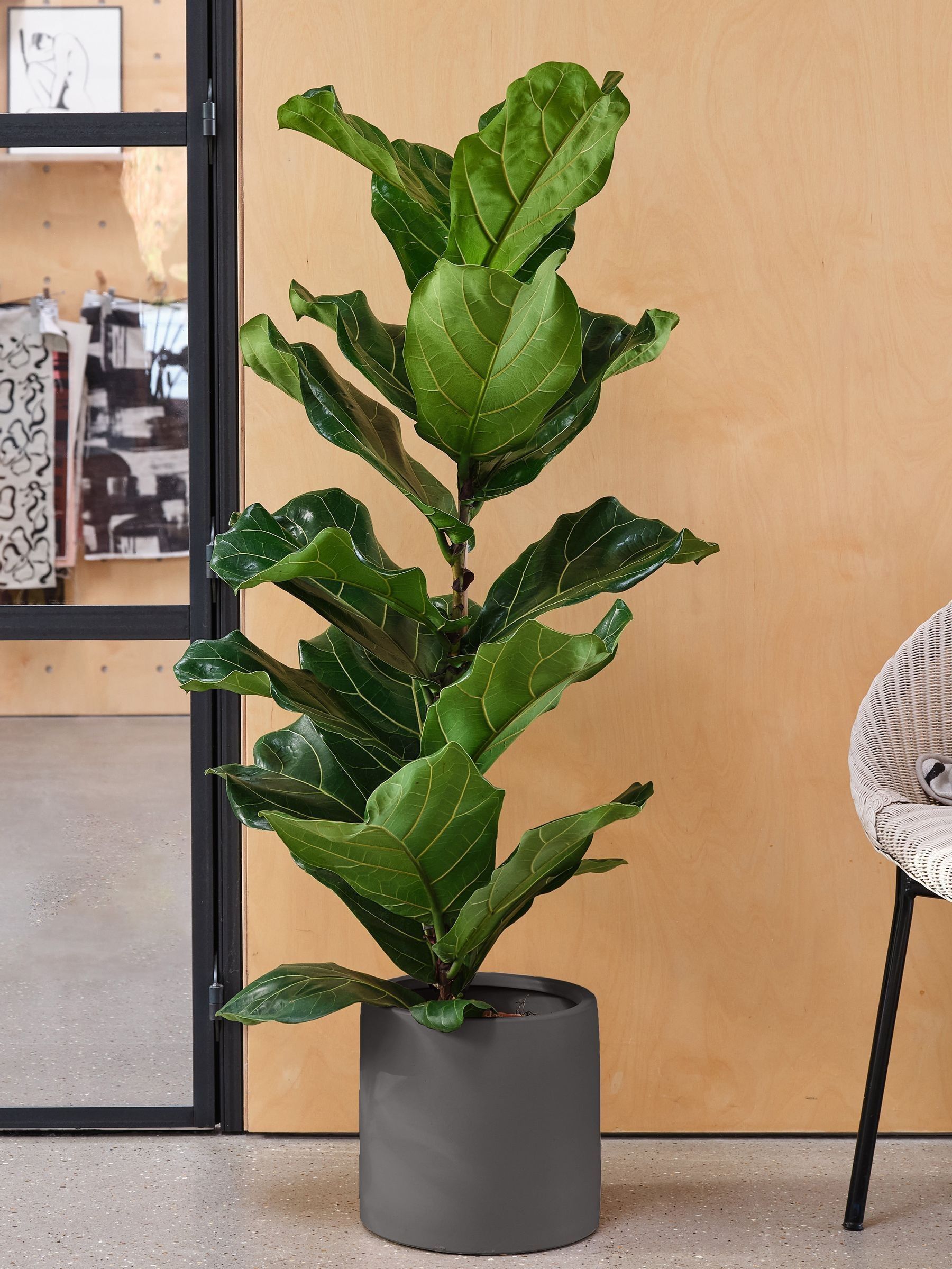 Beards & Daisies Real Fiddle Leaf Fig Plant In Earthenware Pot