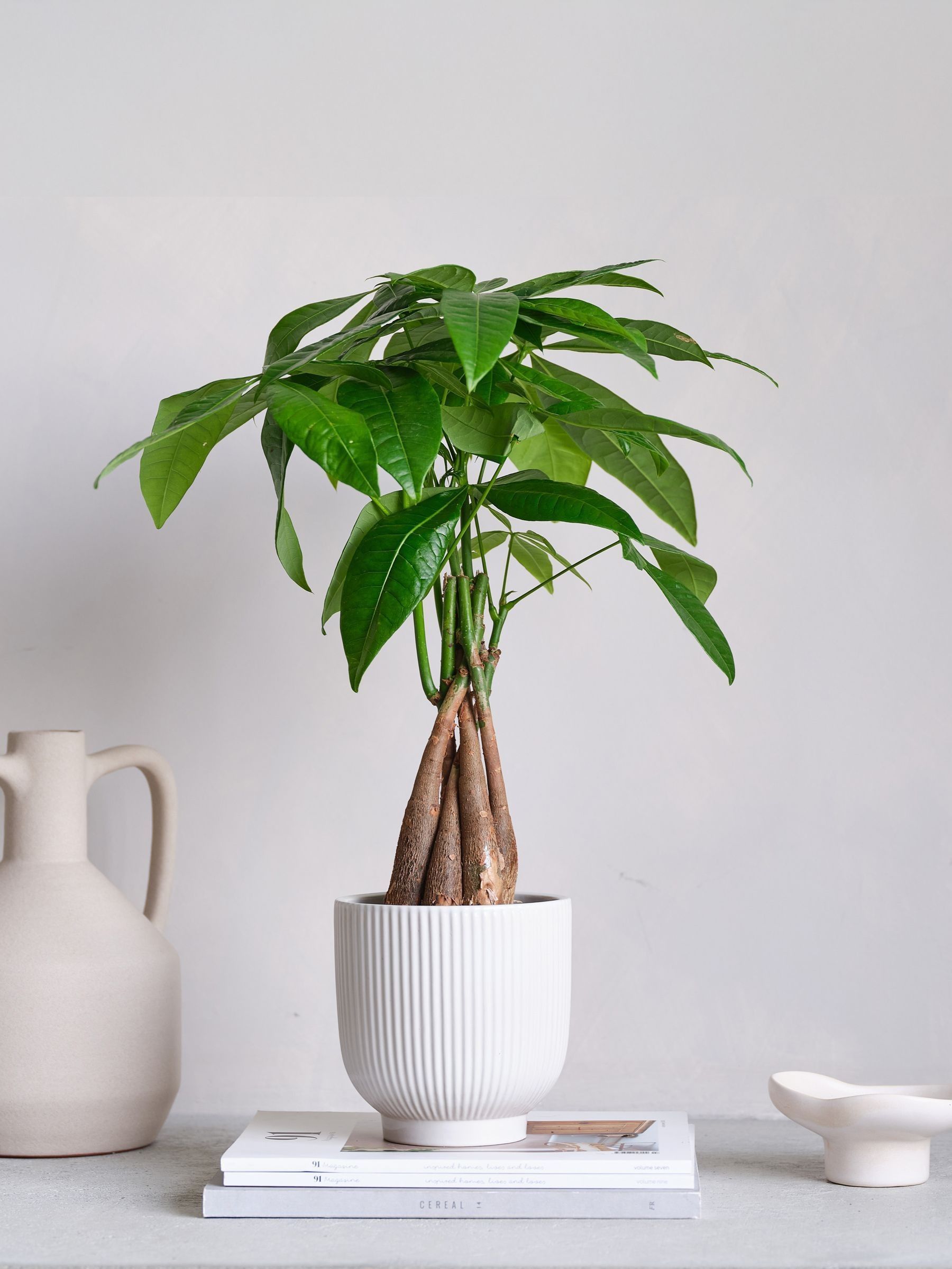 Beards & Daisies Real Money Tree In Ribbed Pot